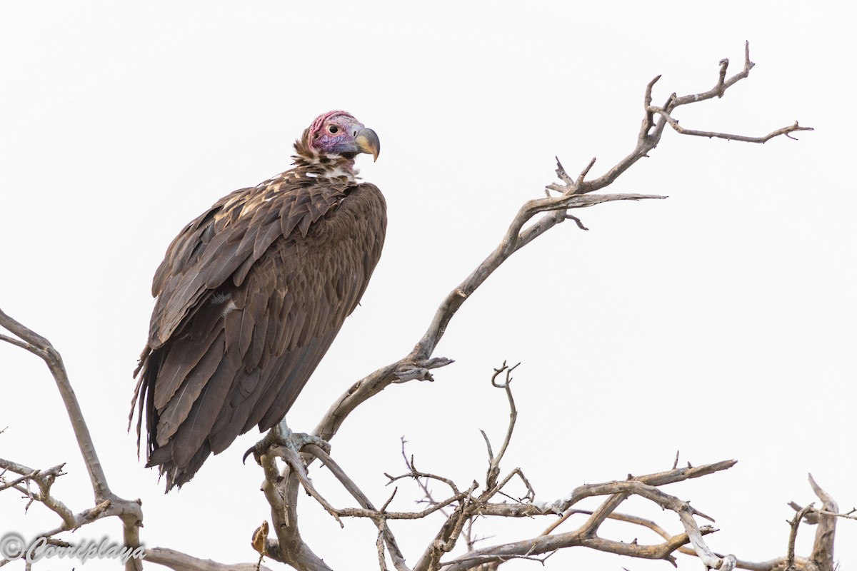 Lappet-faced Vulture - ML647281010