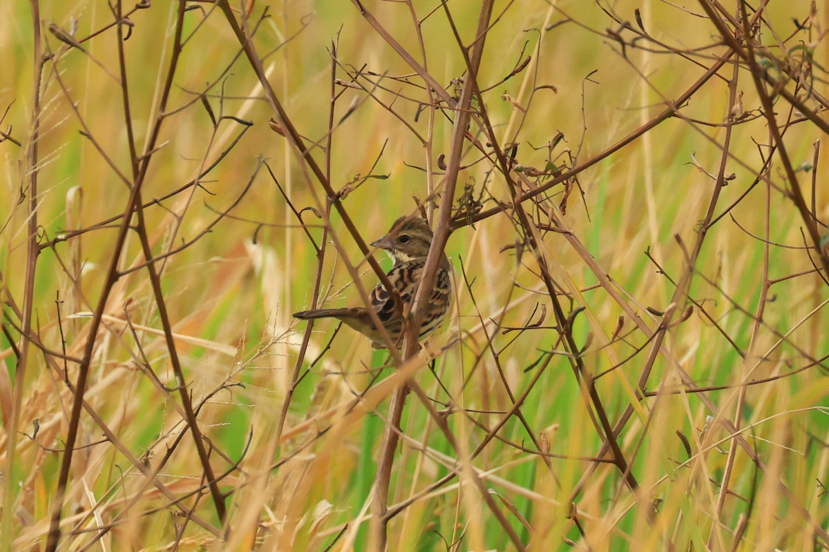 Black-faced Bunting - ML647281013