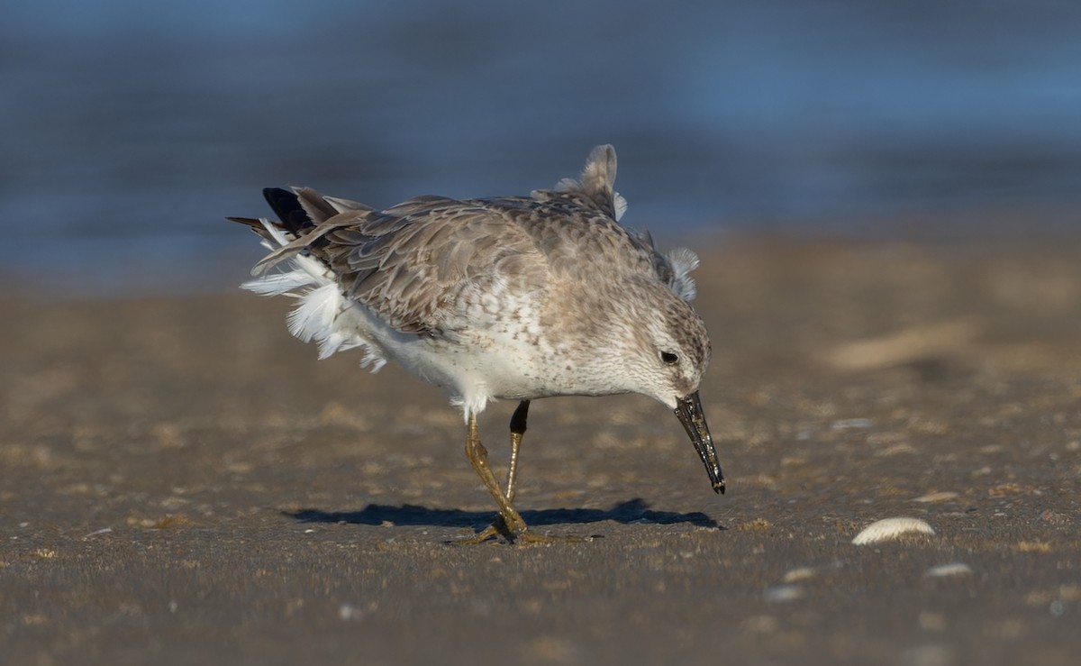 Bécasseau maubèche - ML647281016