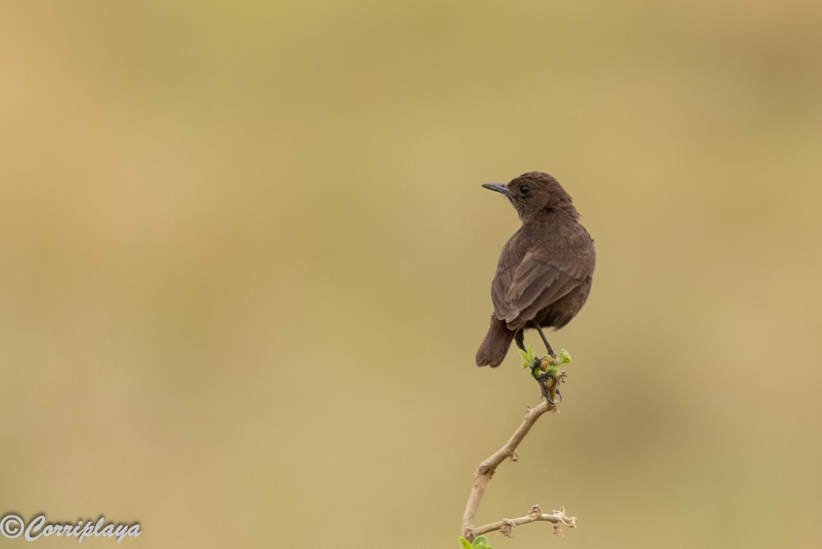 Northern Anteater-Chat - ML647281017