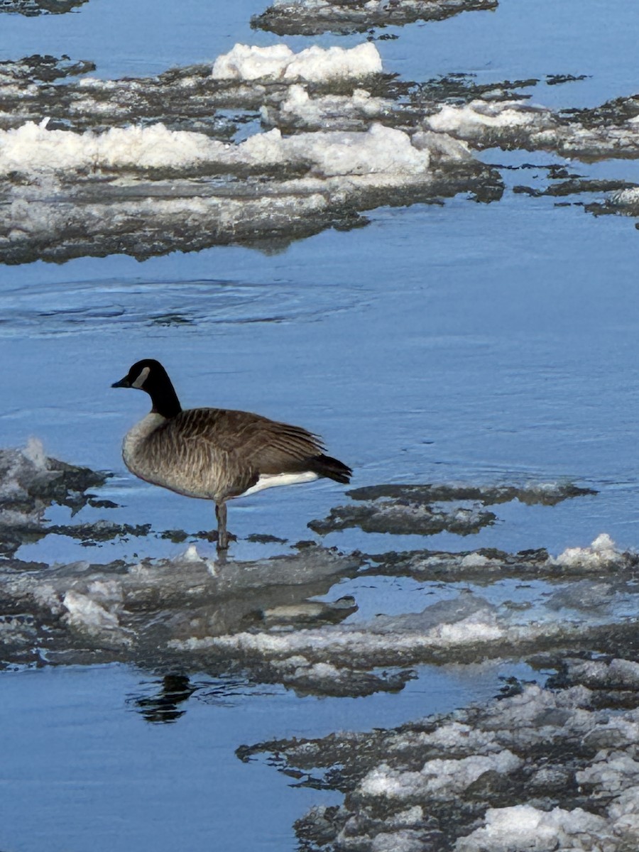 Canada Goose - ML647281018