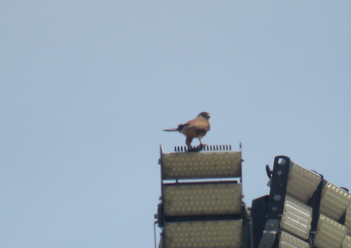 Kaya Kerkenezi - ML647281032