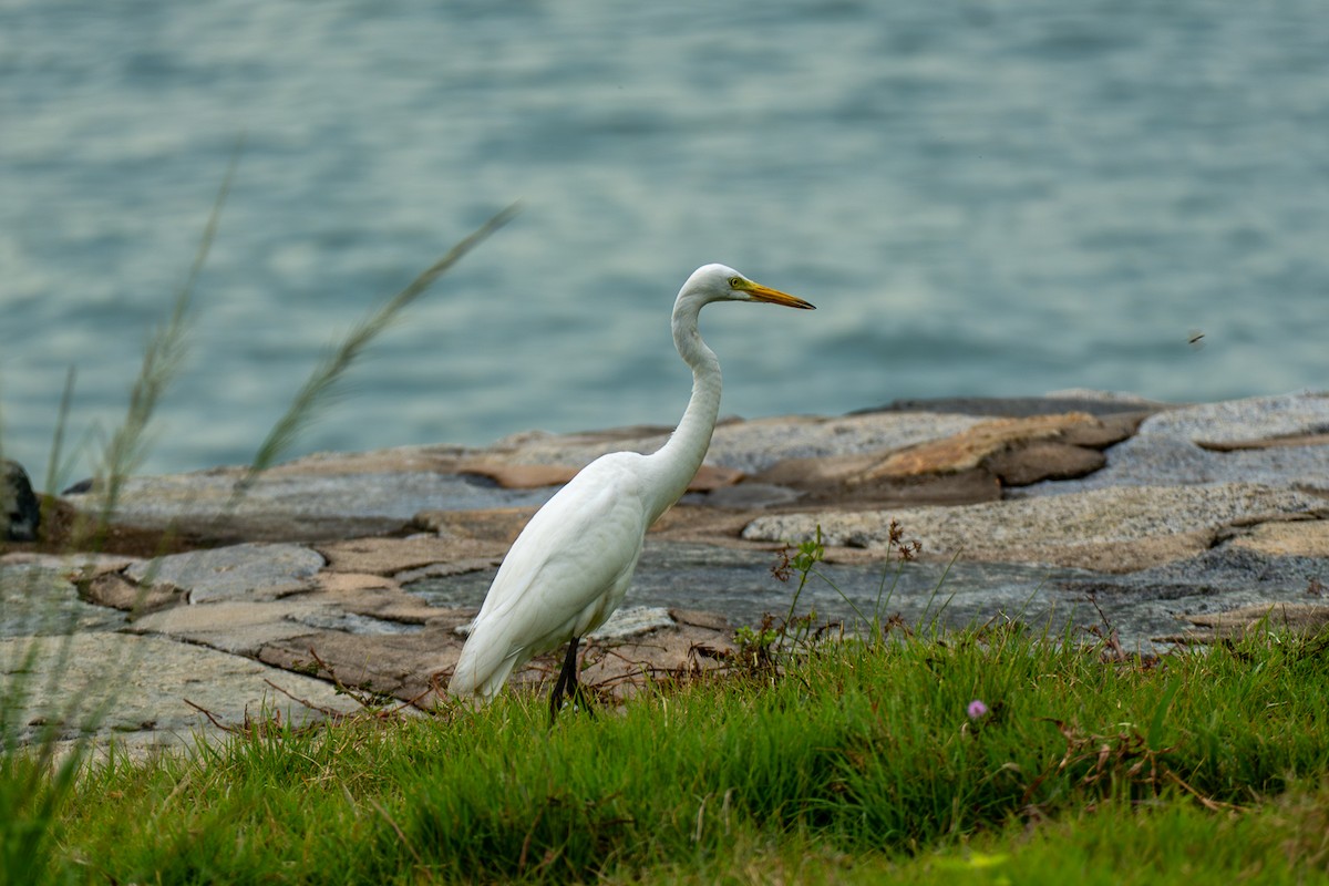 duskhegre - ML647281064