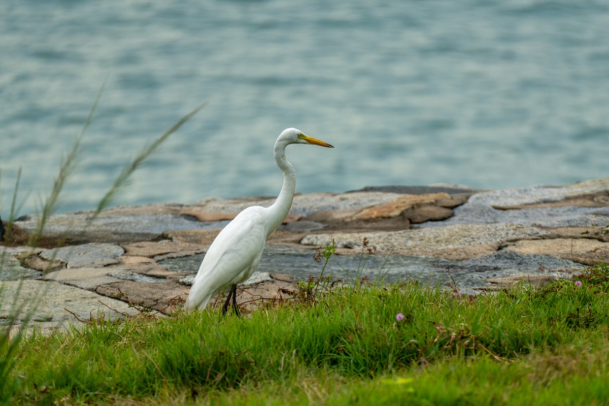 duskhegre - ML647281065