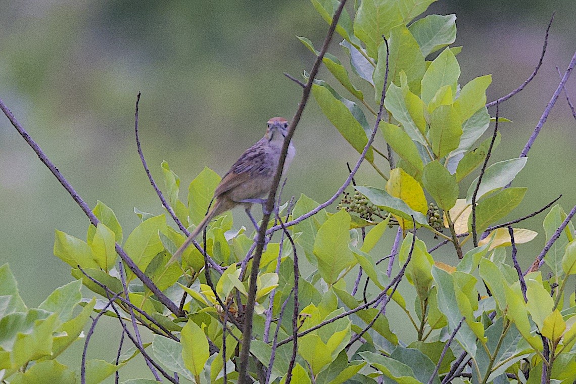 Cape Grassbird - ML647281066