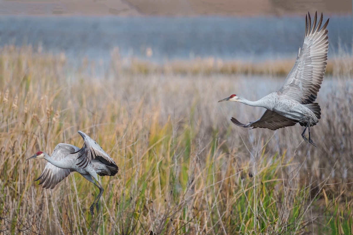 Grulla Canadiense - ML647281068