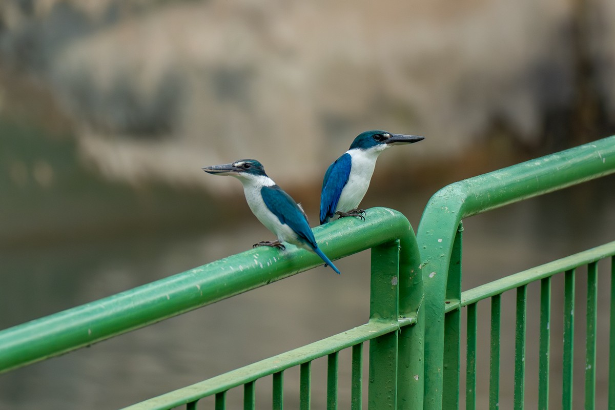 jadeisfugl - ML647281069