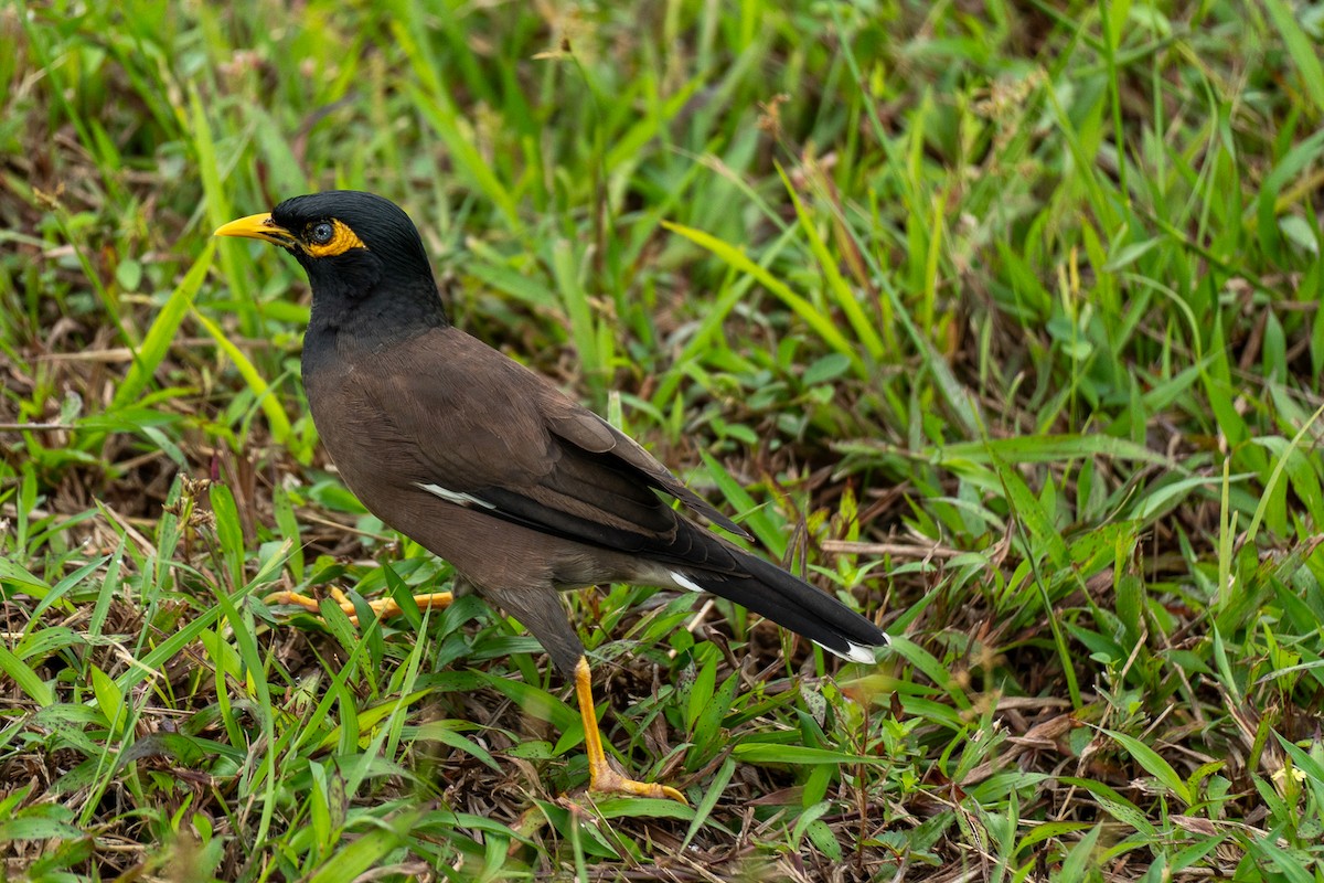 hyrdestær - ML647281074