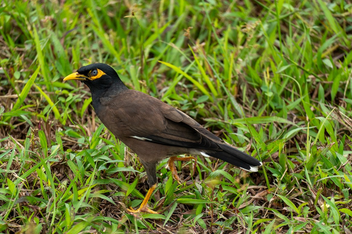 hyrdestær - ML647281075