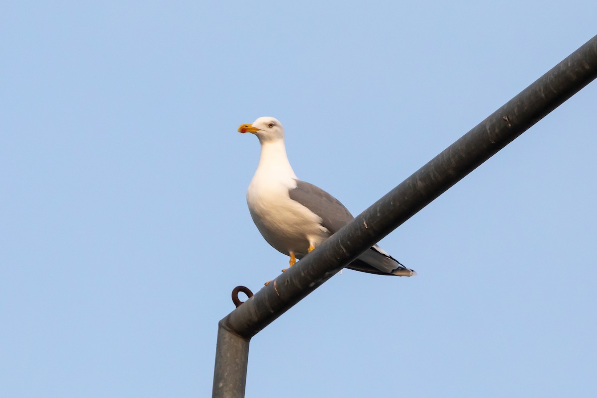 Larus sp. - ML647281082