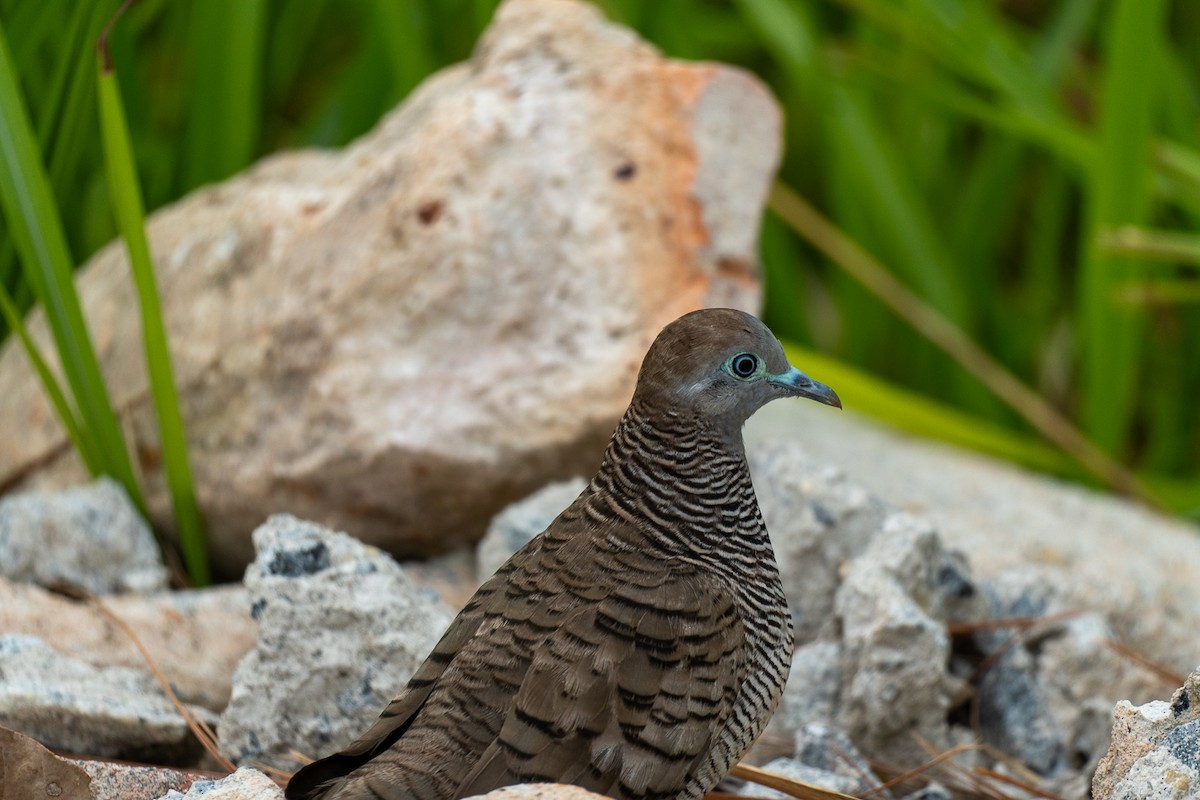 sebradue - ML647281083