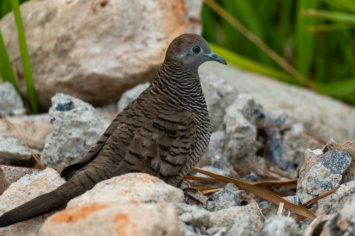 sebradue - ML647281085