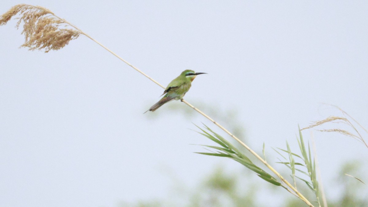 blåkinnbieter - ML647281087