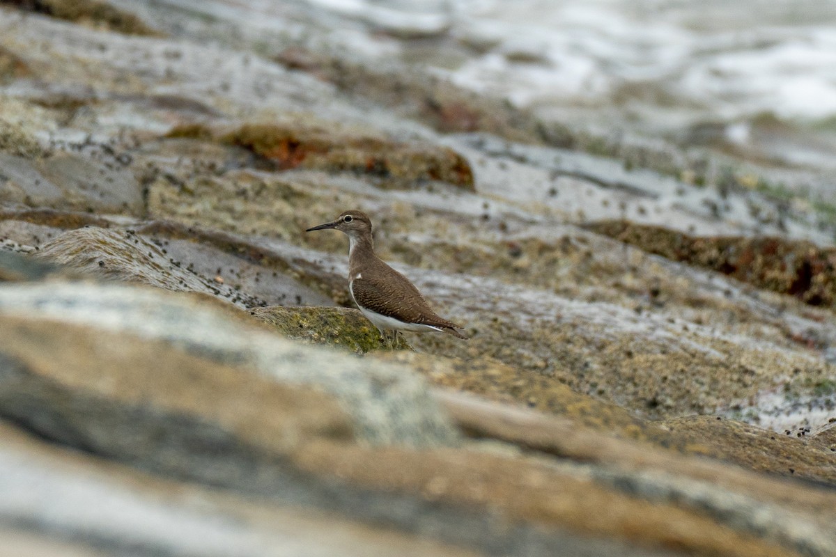 strandsnipe - ML647281095