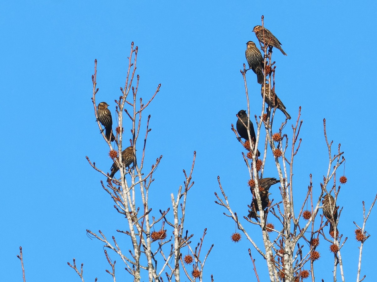Red-winged Blackbird - ML647281105