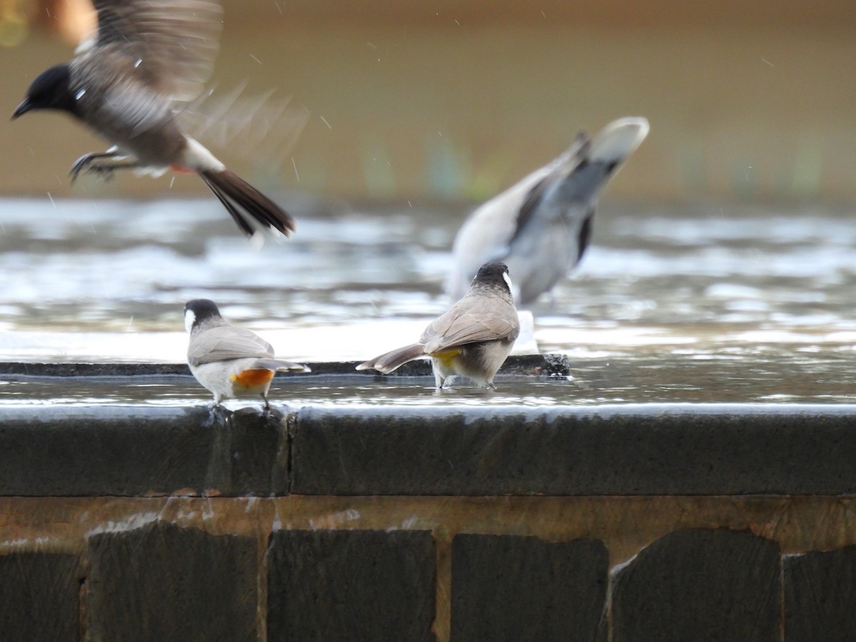 Red-vented x White-eared Bulbul (hybrid) - ML647281106