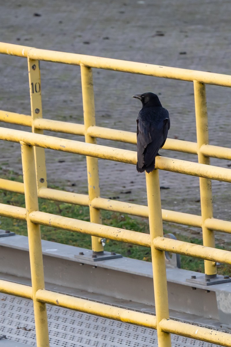 vrána černá - ML647281107