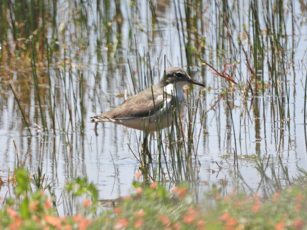 Red-kneed Dotterel - ML647281114