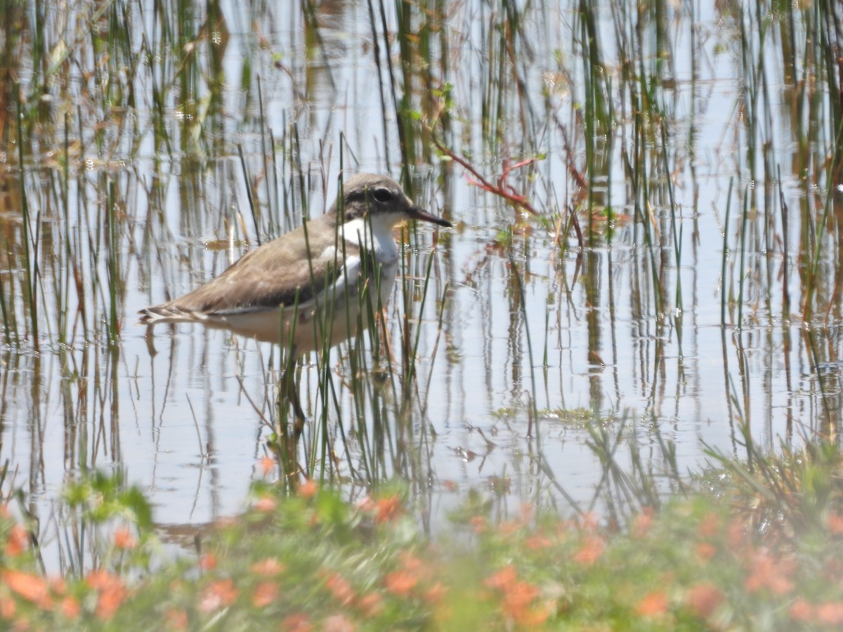 Red-kneed Dotterel - ML647281124