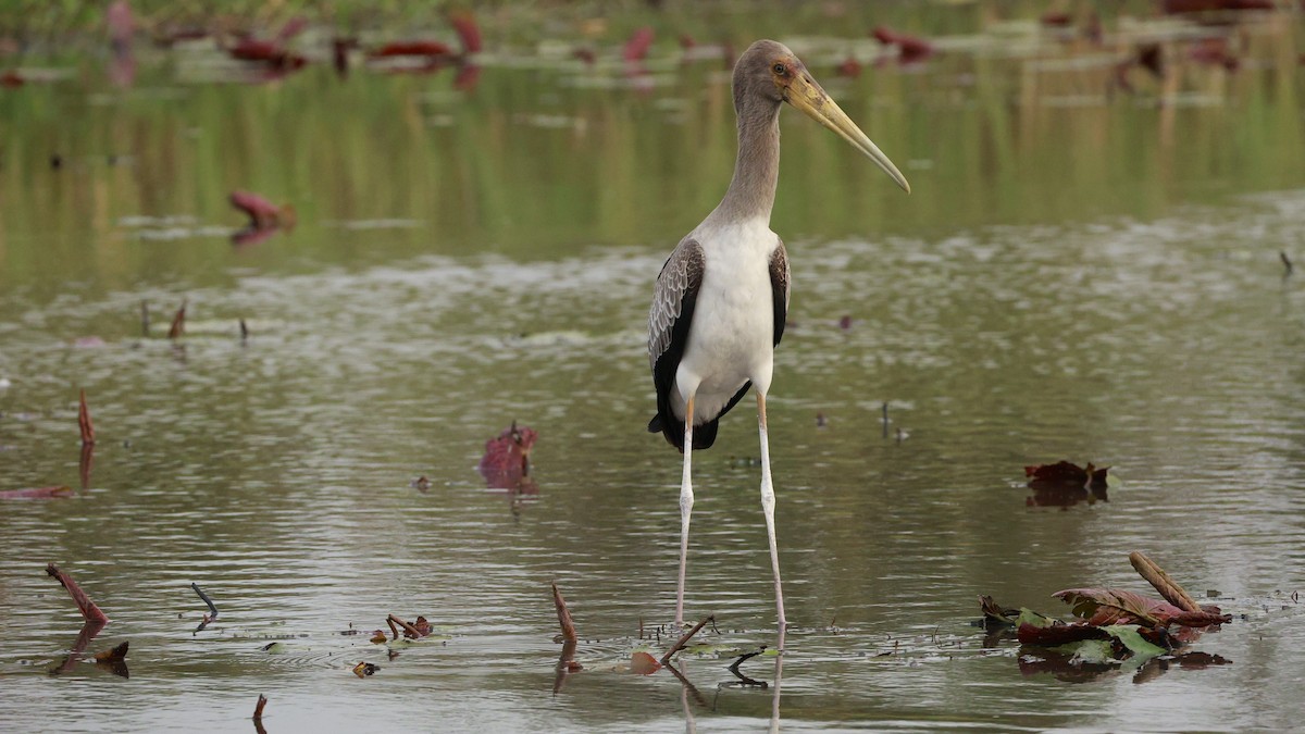 Yellow-billed Stork - ML647281127