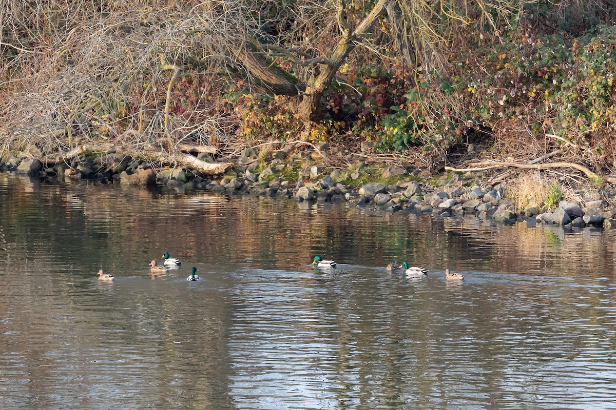 kachna divoká - ML647281153