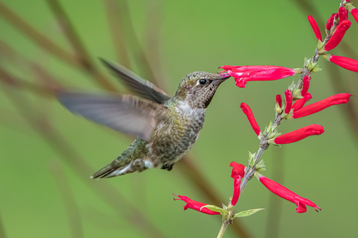 Colibrí de Anna - ML647281161