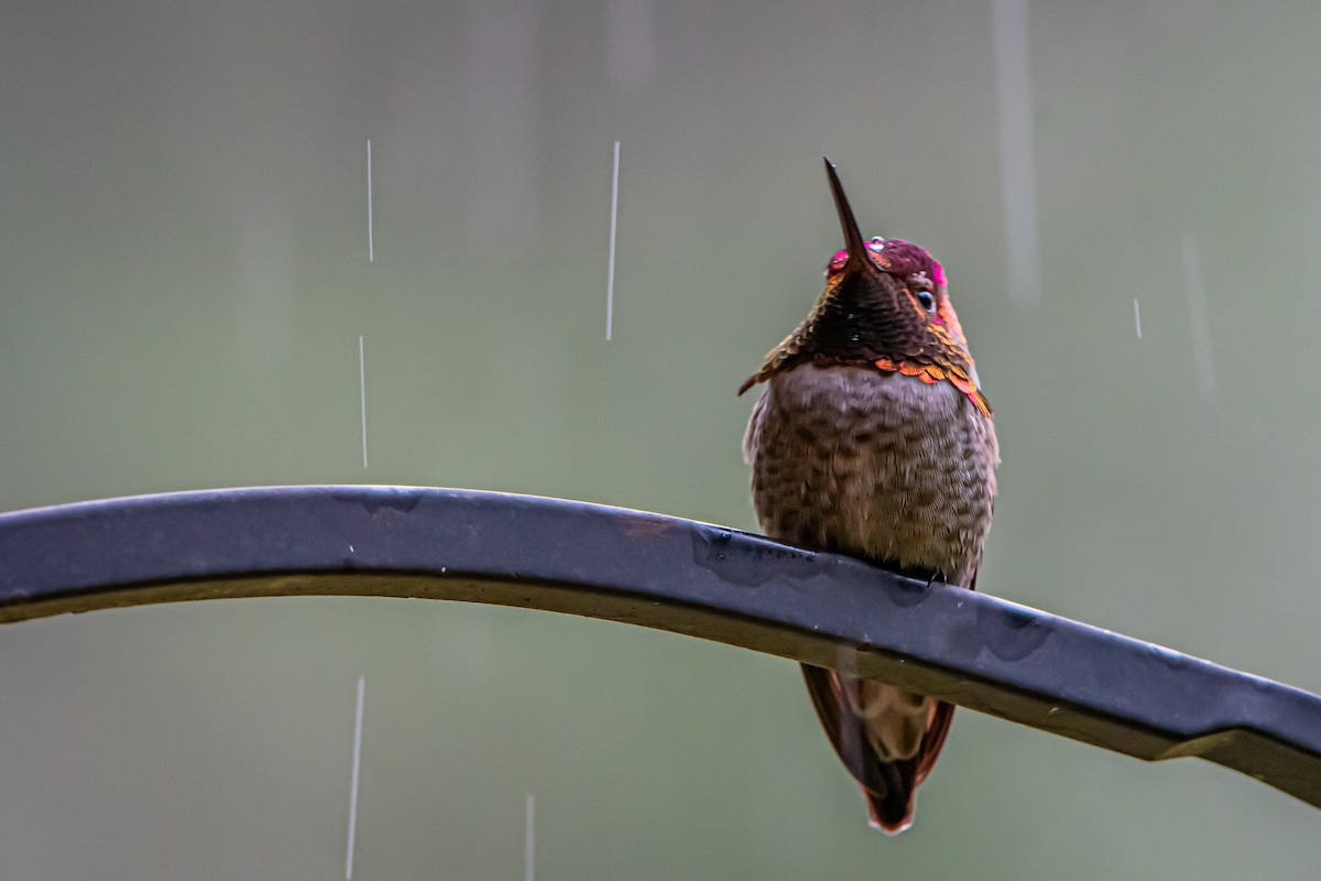 Colibrí de Anna - ML647281162