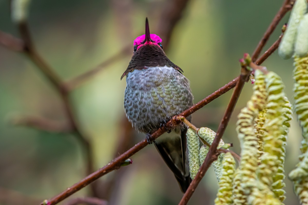 Colibrí de Anna - ML647281163