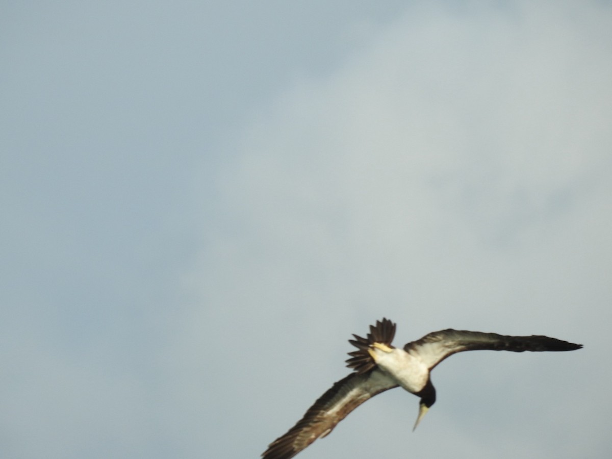 brunsule - ML647281164