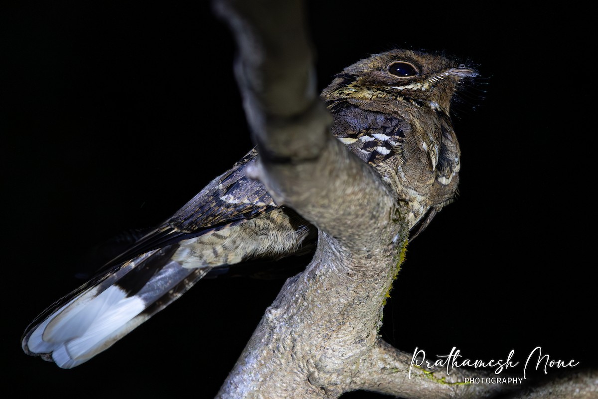 Jerdon's Nightjar - ML647281166