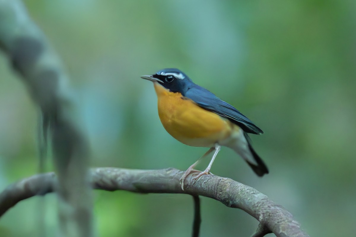 Indian Blue Robin - ML647281169