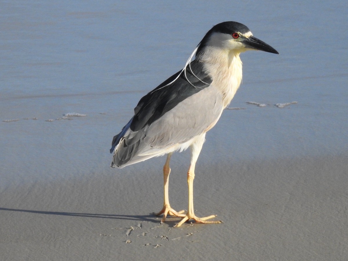 natthegre - ML647281171