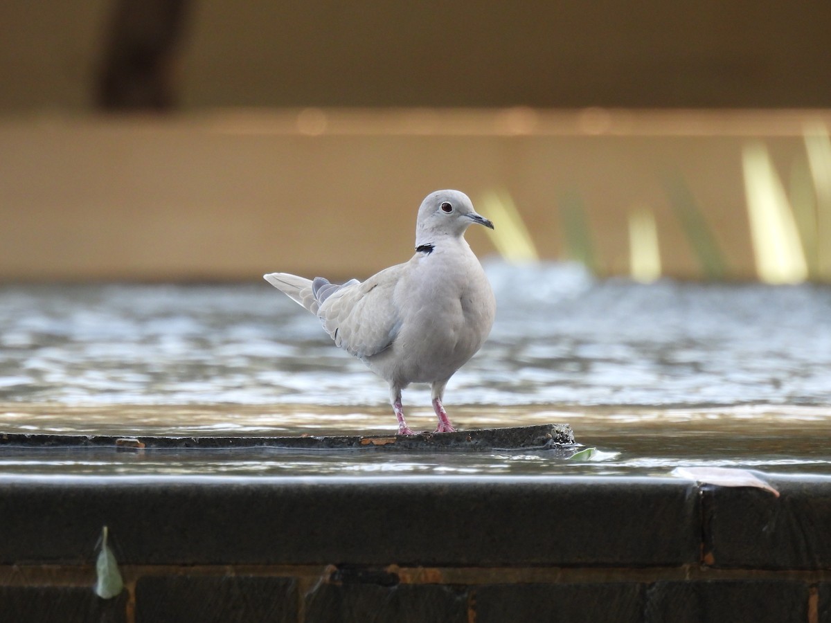 Буулгат хүүрзгэнэ - ML647281172