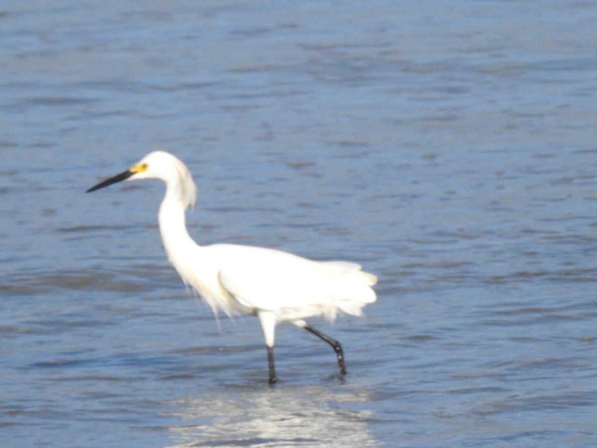 snøhegre - ML647281184