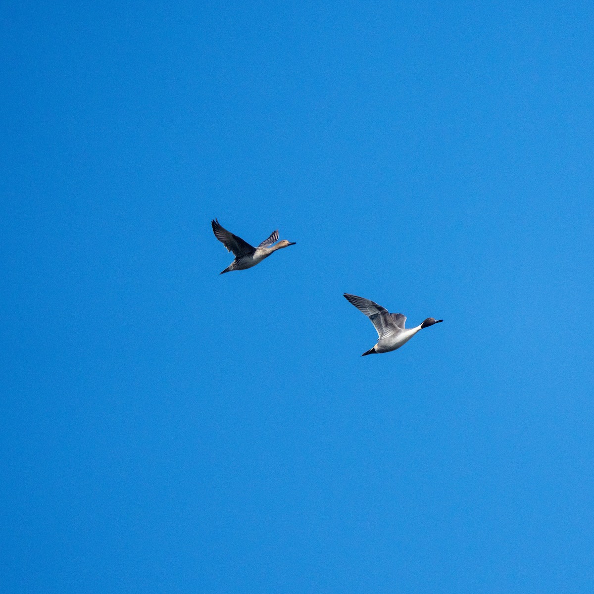 Шовтгор алаг нугас - ML647281191