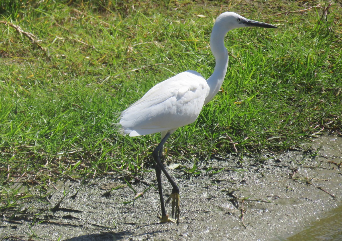 Little Egret (Western) - ML647281193