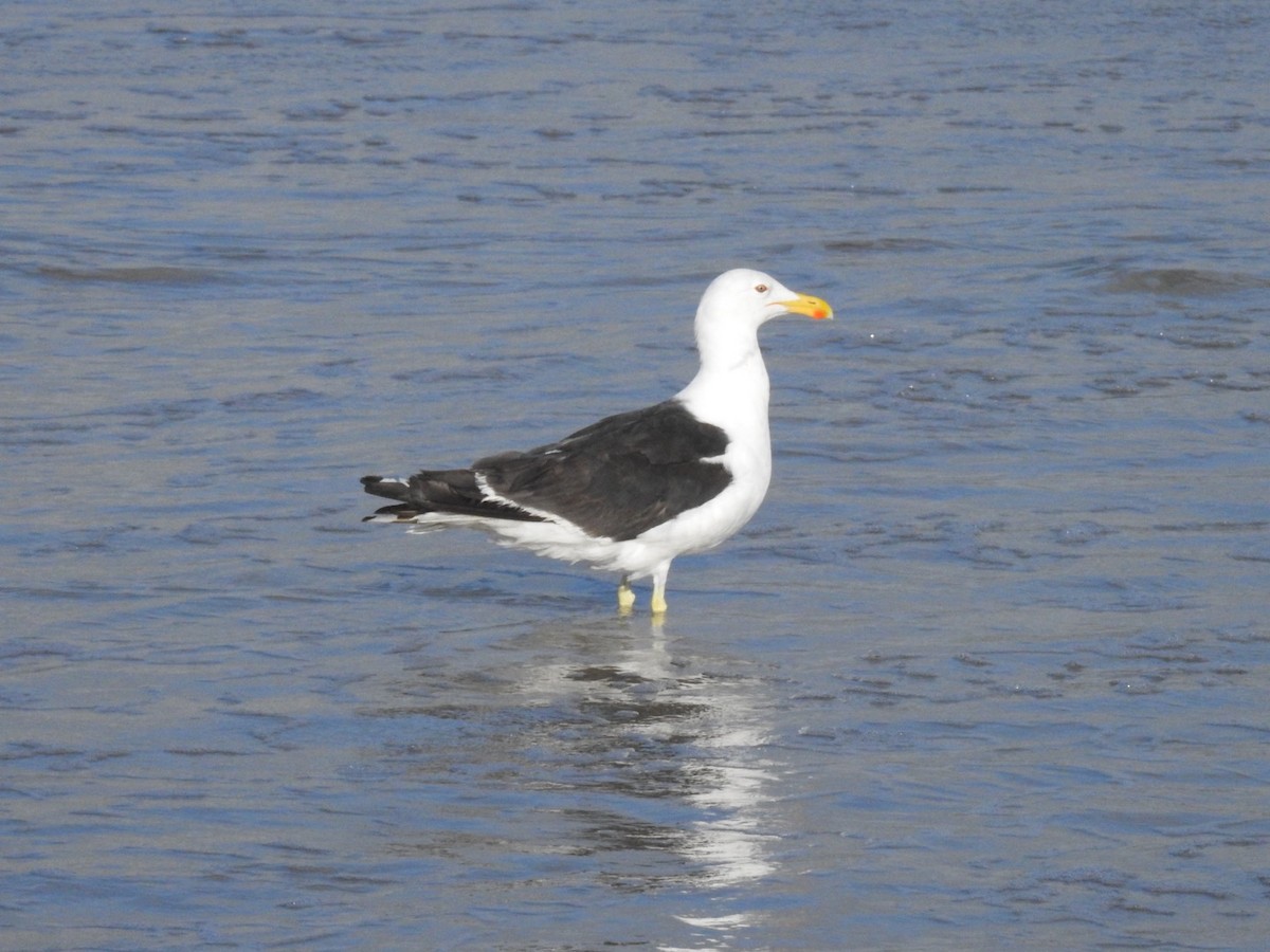 taremåke - ML647281204