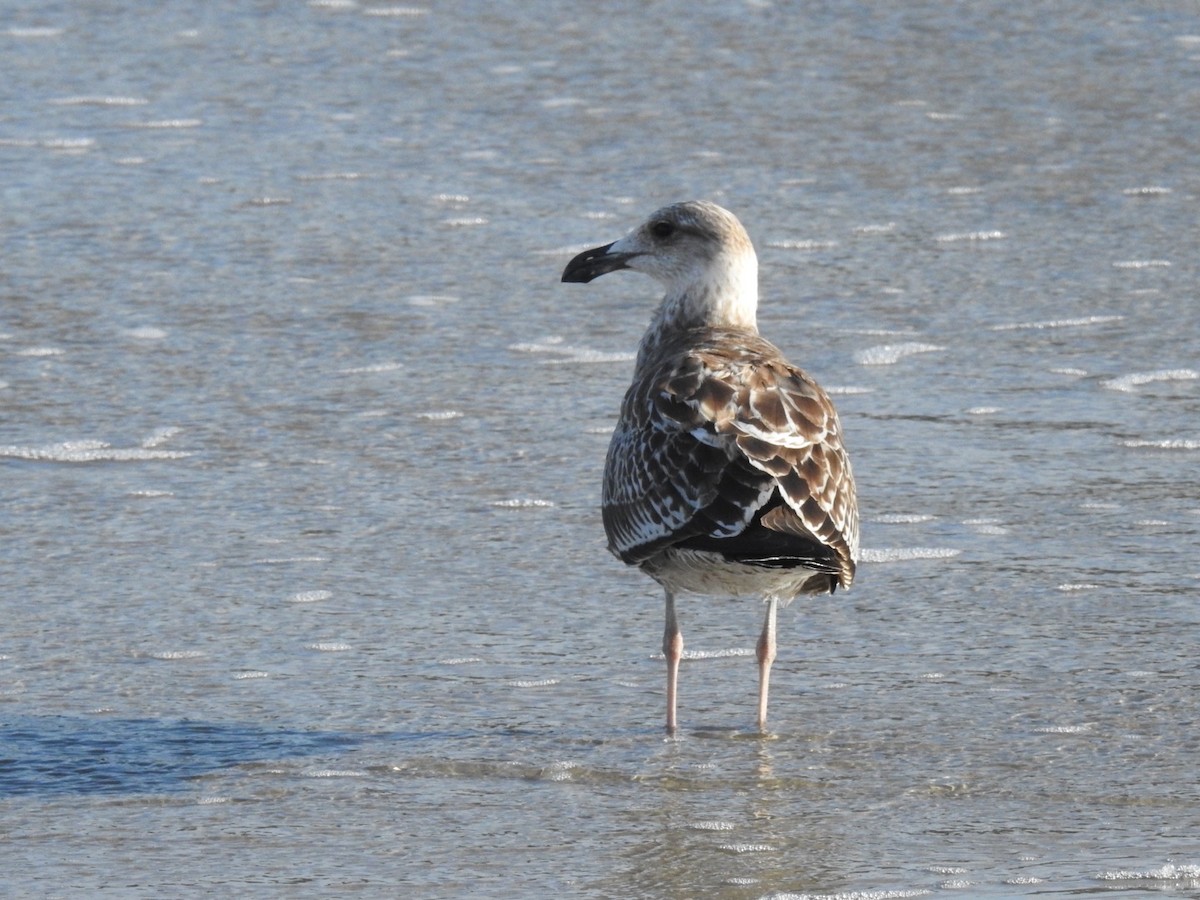 taremåke - ML647281205