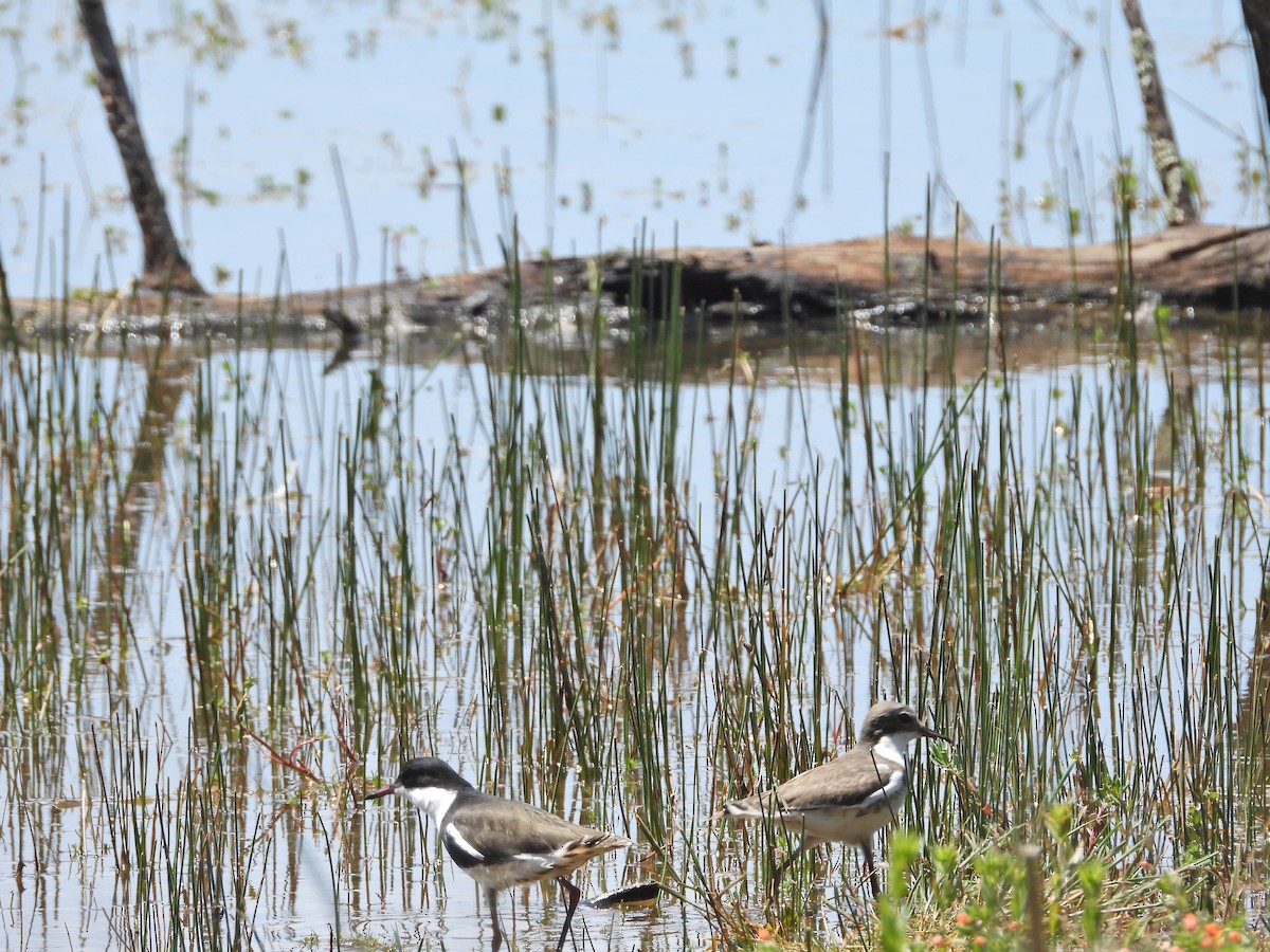Red-kneed Dotterel - ML647281220
