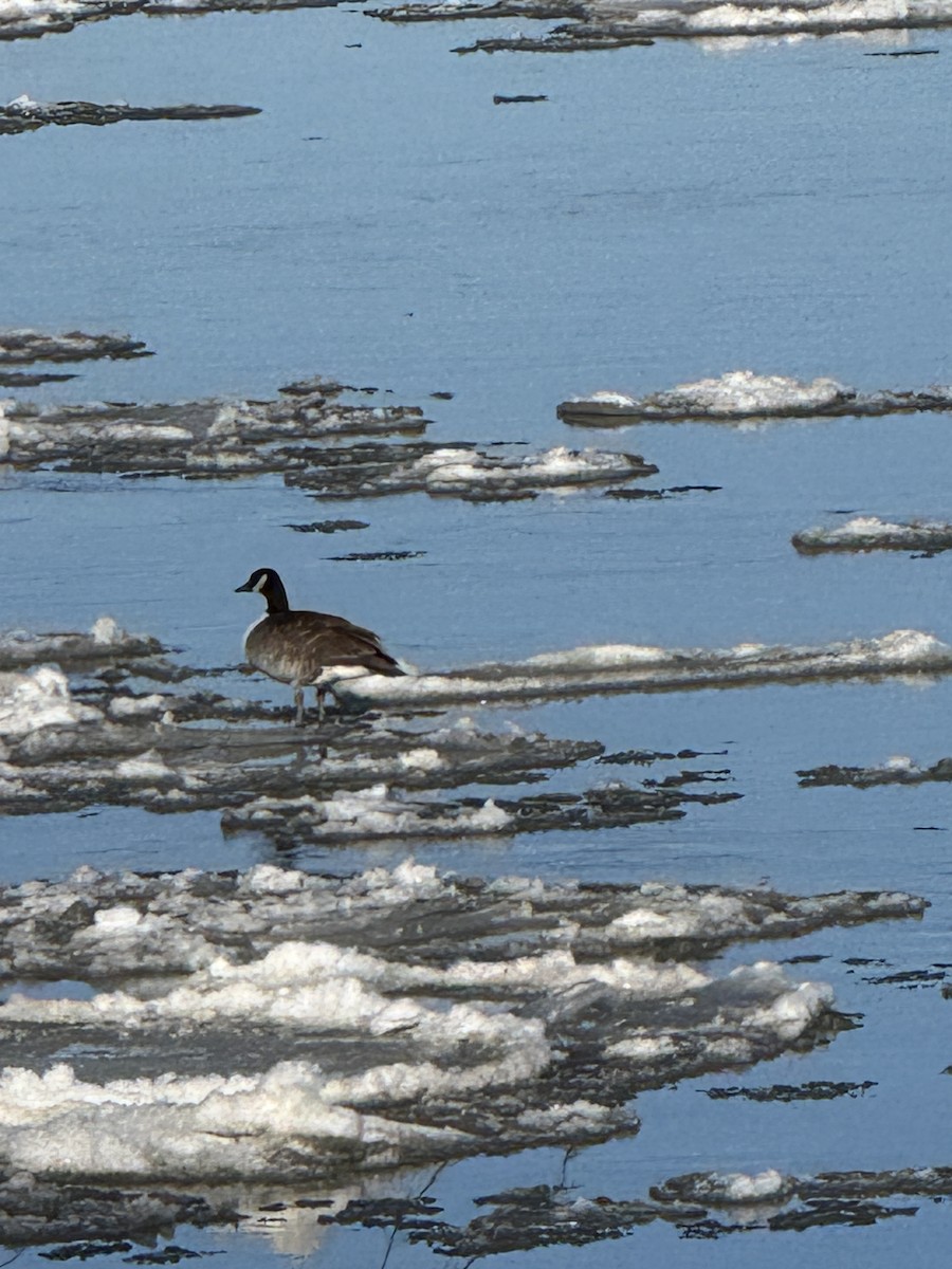 Canada Goose - ML647281236
