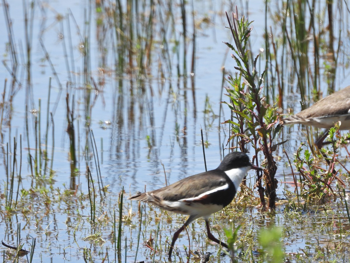 Red-kneed Dotterel - ML647281238