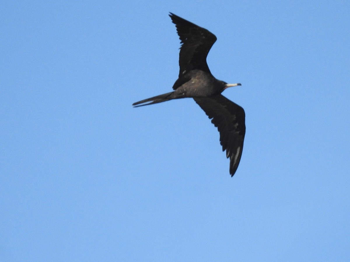 praktfregattfugl - ML647281249