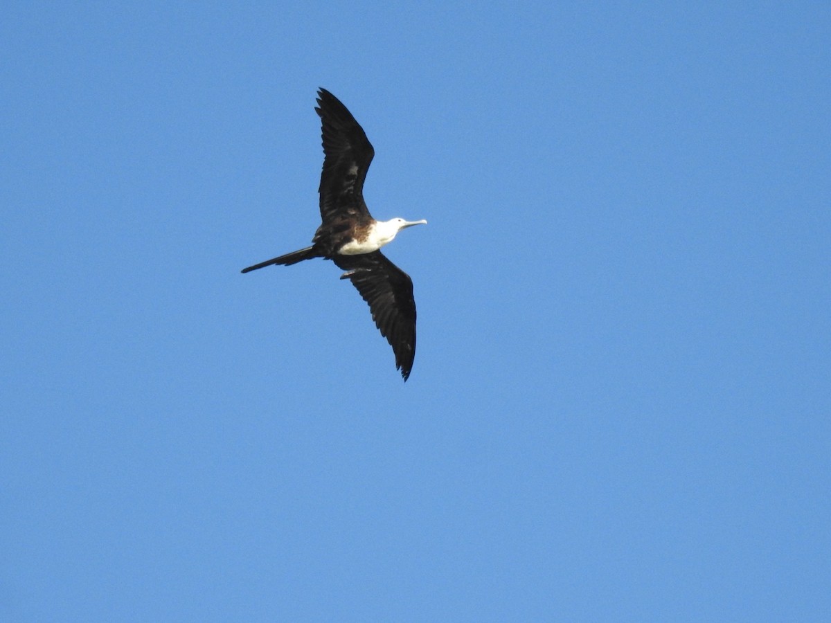 praktfregattfugl - ML647281250