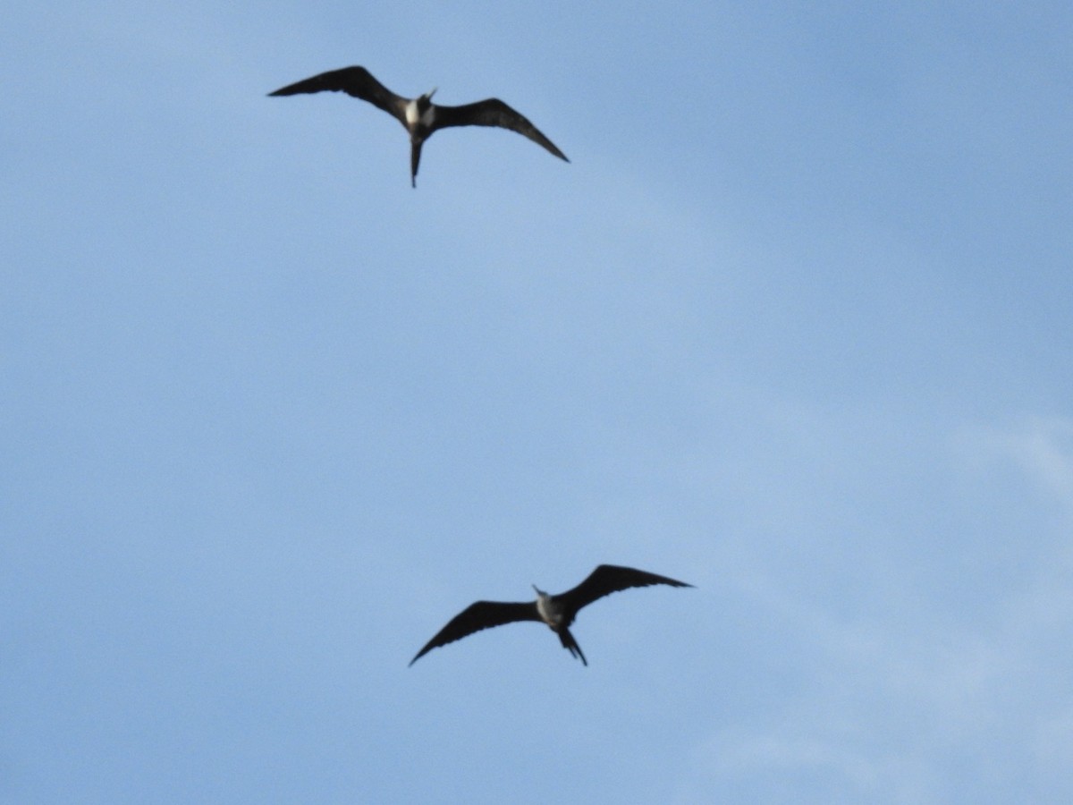 praktfregattfugl - ML647281251