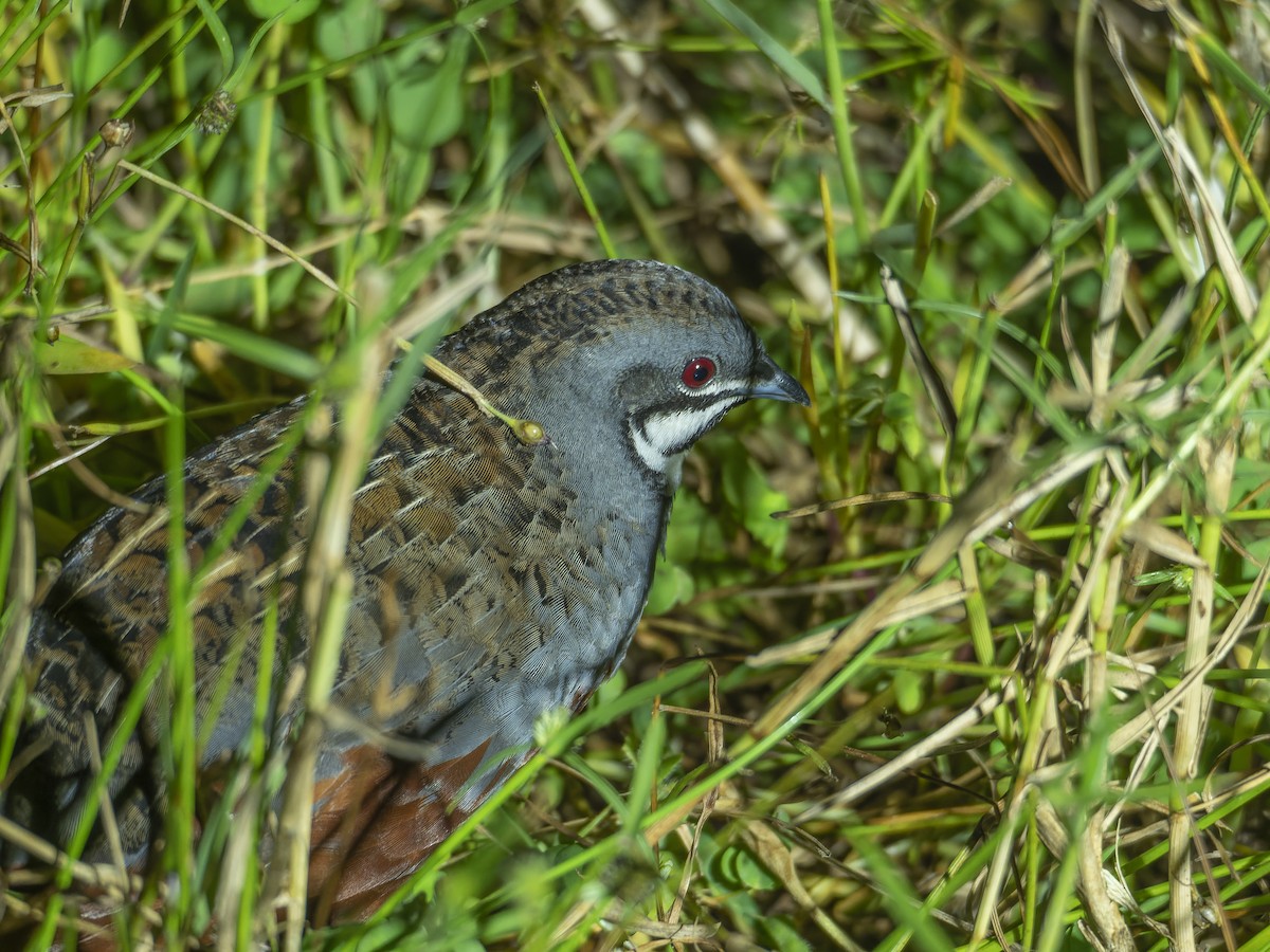 ヒメウズラ - ML647281252