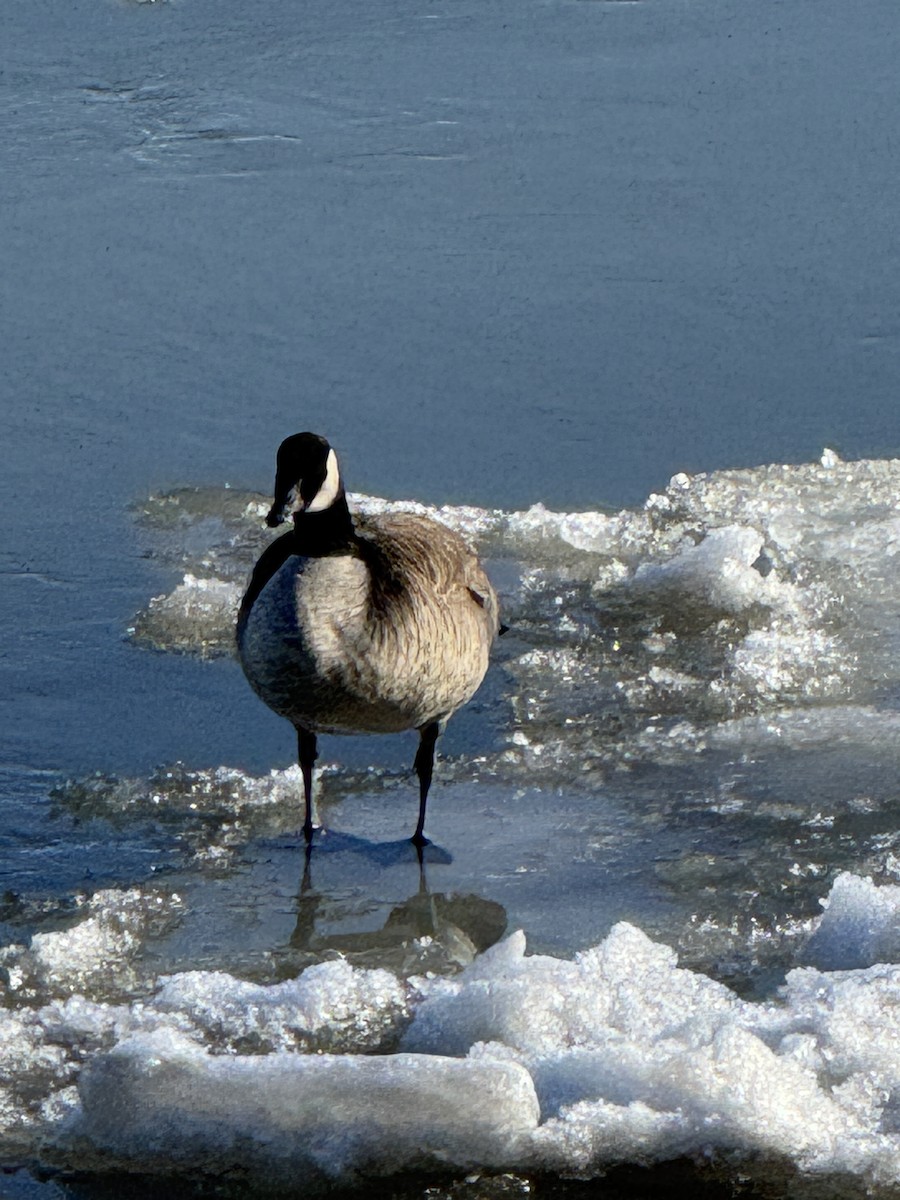 Canada Goose - ML647281253