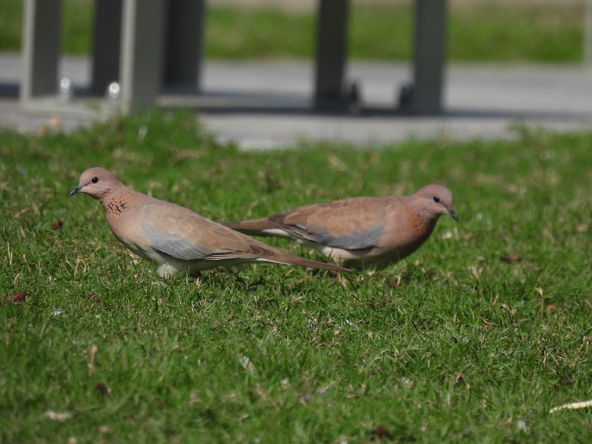 Өөдсөн хүүрзгэнэ - ML647281257