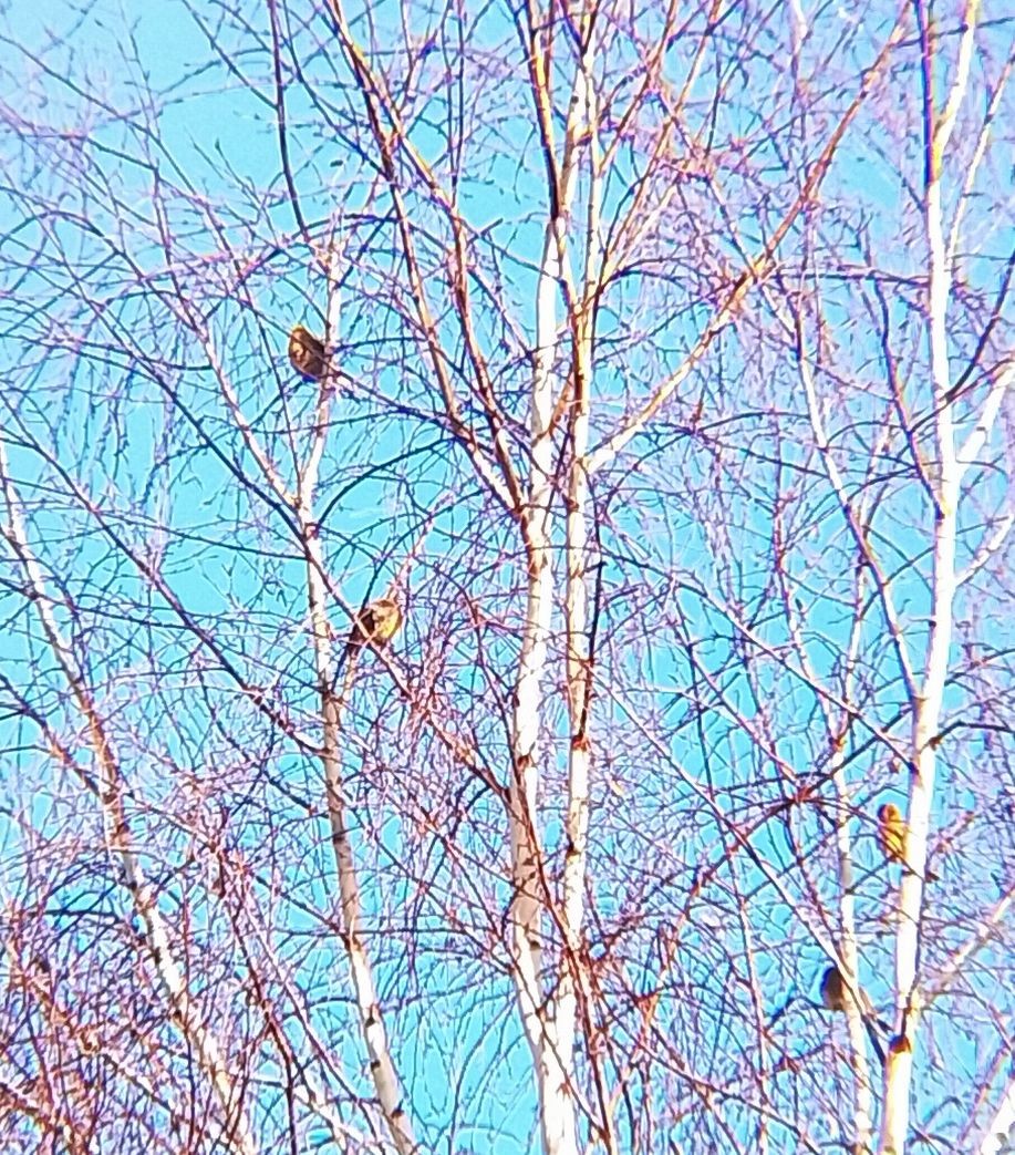 Bruant jaune - ML647281262