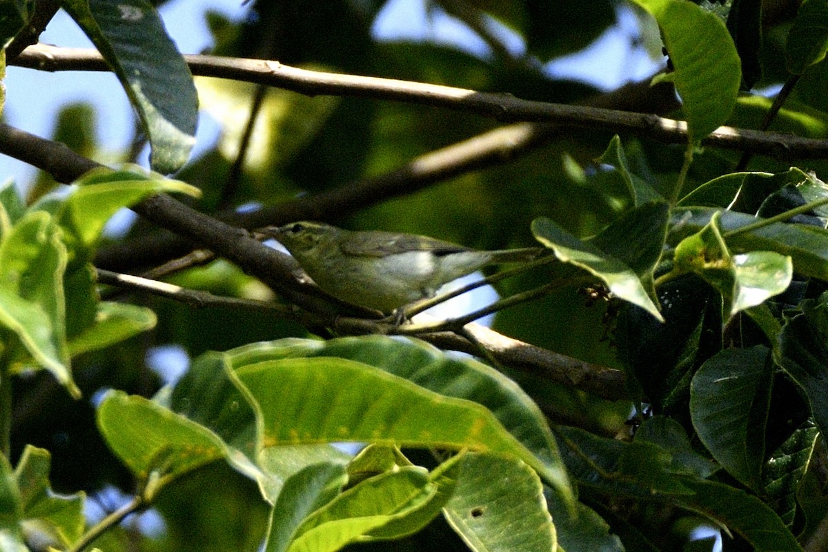 budníček žlutavý - ML647281263