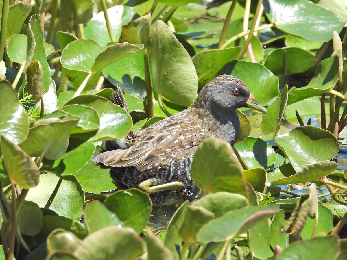 Polluela Australiana - ML647281268